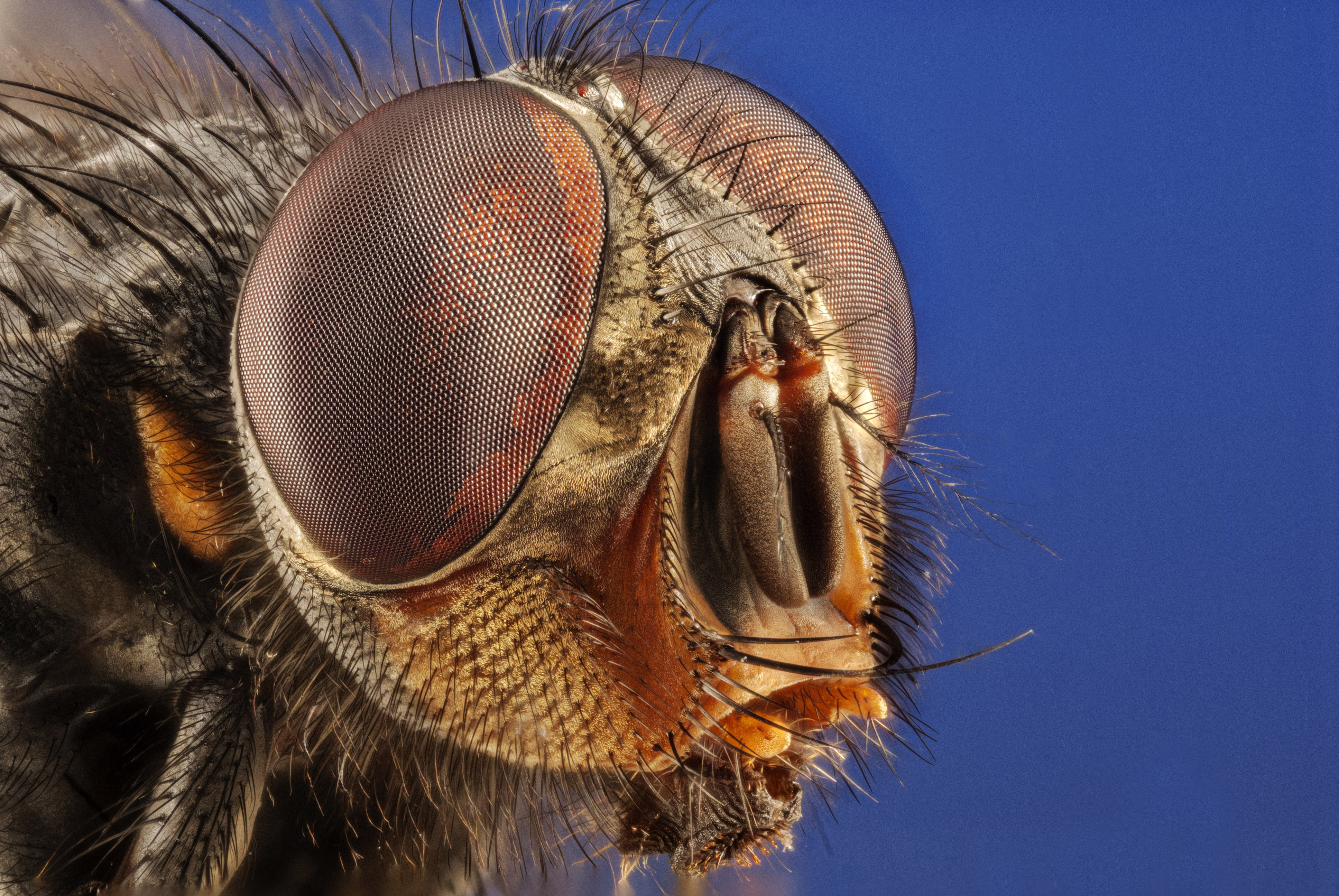 Insect focusing