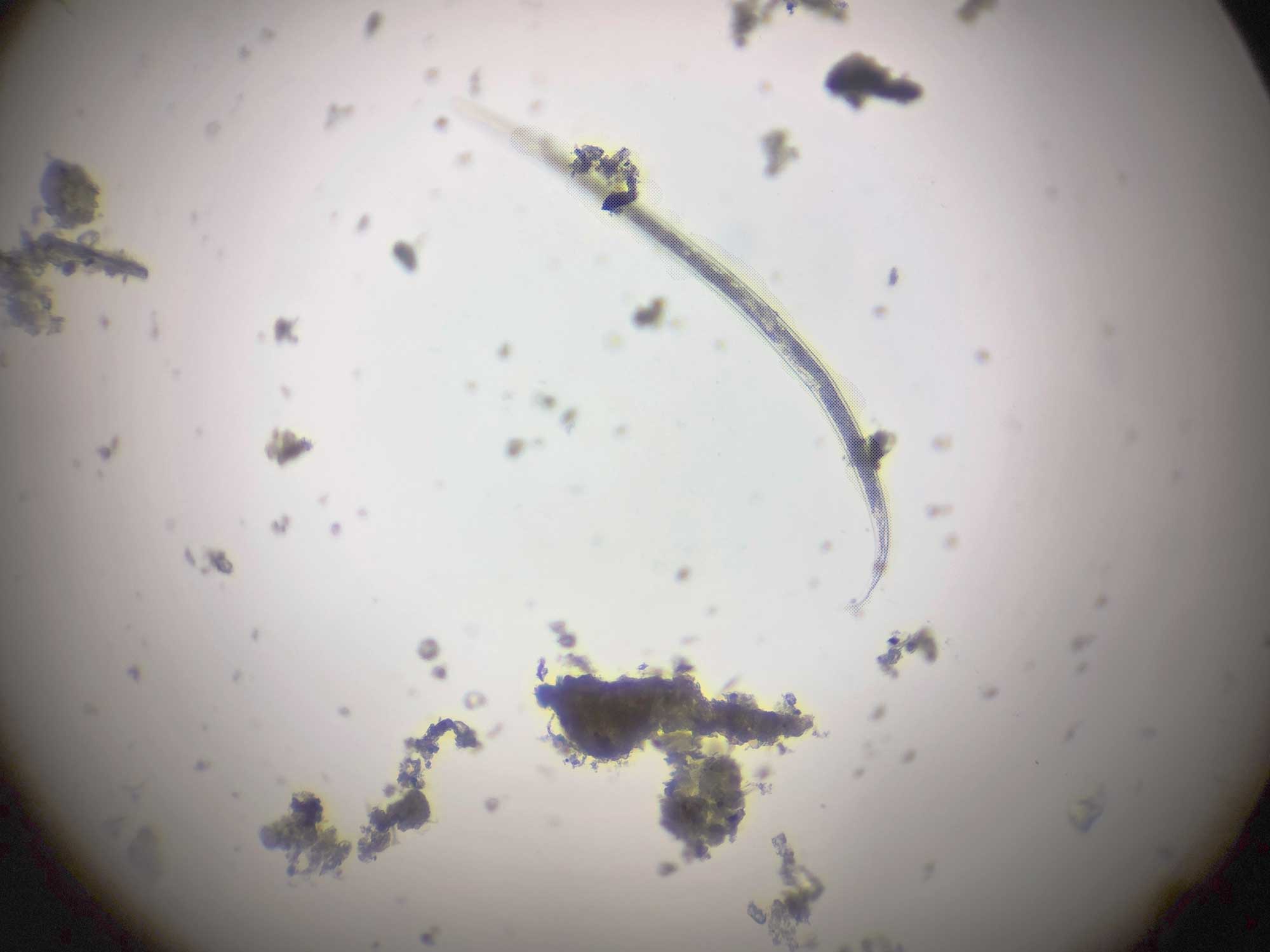 Without filter (bright-field)