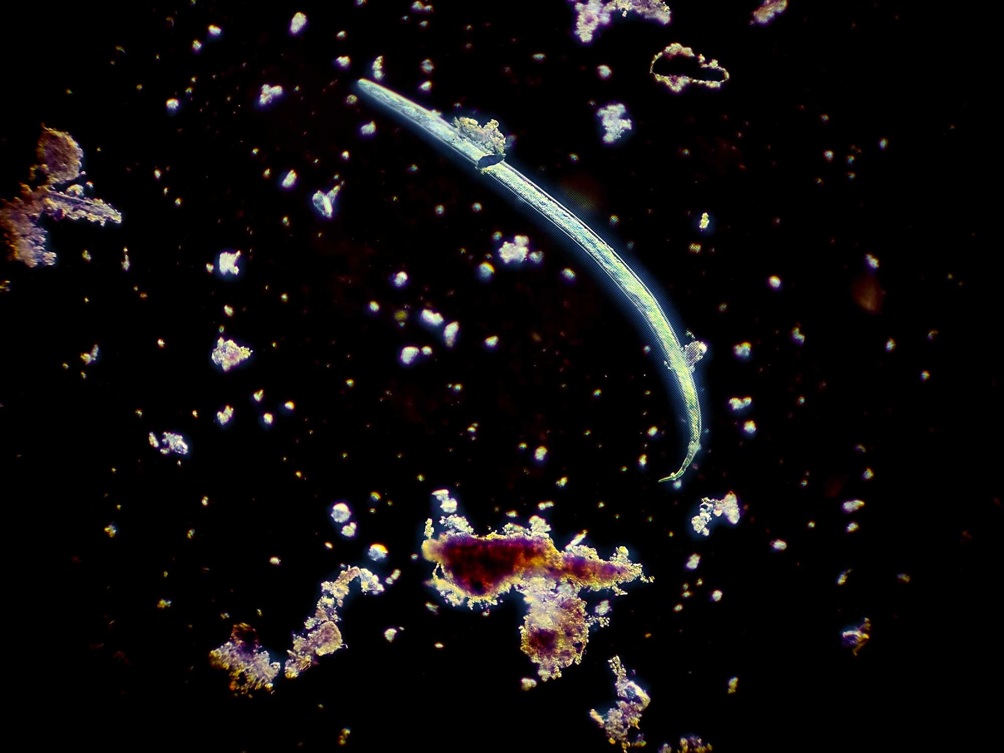 With filter (dark-field)